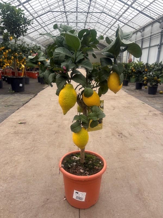 <h4>Citrus Limon stam veel gele vruchten</h4>