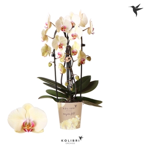 Kolibri Orchids Cascade Niagara Fall Desert Breeze 3 spike