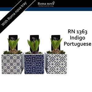 arr4 Hyacint RN - Indigo Portuguese