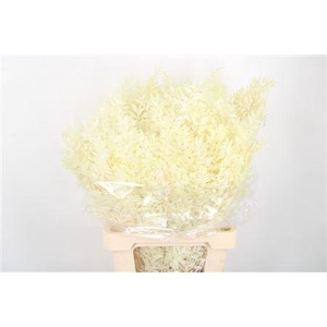 Ruscus. Creme Per Stem