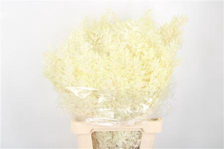 <h4>Ruscus. Creme Per Stem</h4>