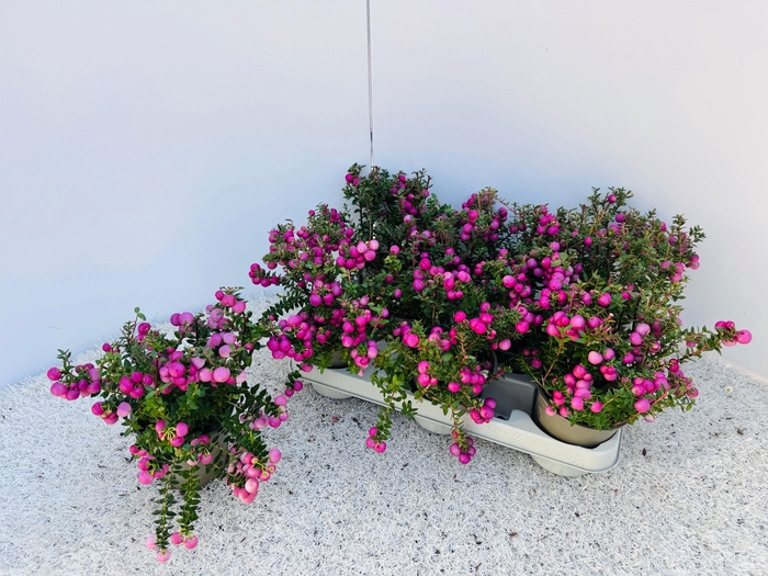 <h4>GAULTH MUCRONATA</h4>