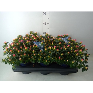 Rhododendron sim. 'Hor Primavera'