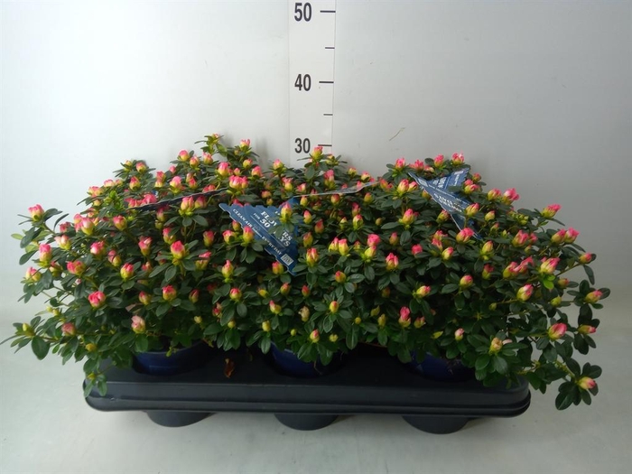 <h4>Rhododendron sim. 'Hor Primavera'</h4>