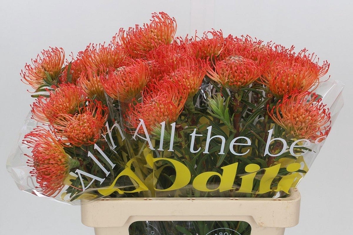 <h4>LEUCO CO SUCCESSION</h4>