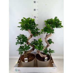 Ficus microcarpa 'Ginseng'