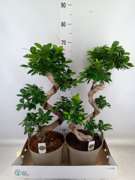 <h4>Ficus microcarpa 'Ginseng'</h4>