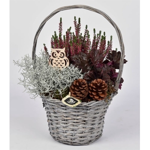 Arr.   Perkplanten L%