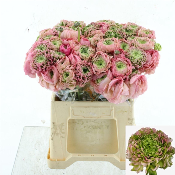 <h4>RAN PON PON HERMIONE</h4>