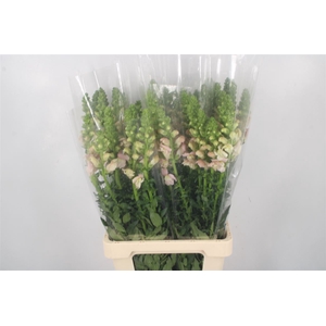 Antirrhinum It. Light Pink