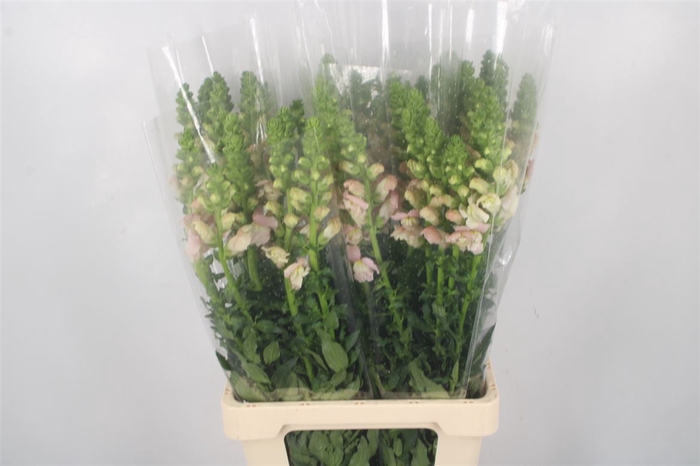 <h4>Antirrhinum It. Light Pink</h4>