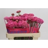 Ranunculus Romance Poodle Ramlia