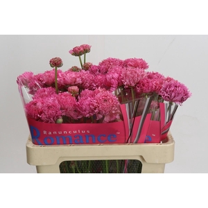 Ranunculus Romance Poodle Ramlia
