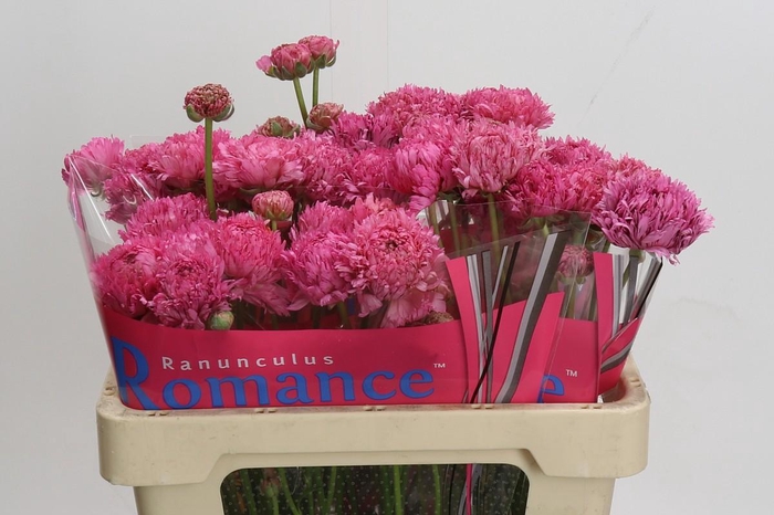 Ranunculus Romance Poodle Ramlia