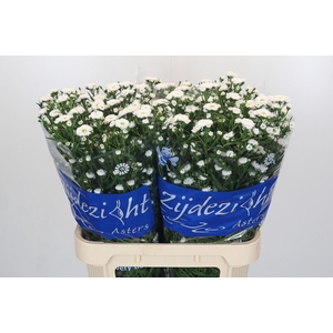 Aster Cassy