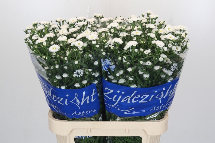 <h4>Aster Cassy</h4>