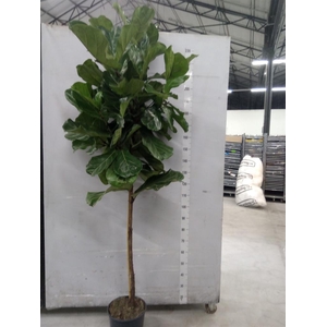 Ficus lyrata