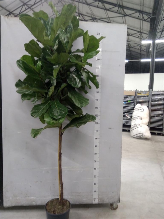 <h4>Ficus lyrata</h4>