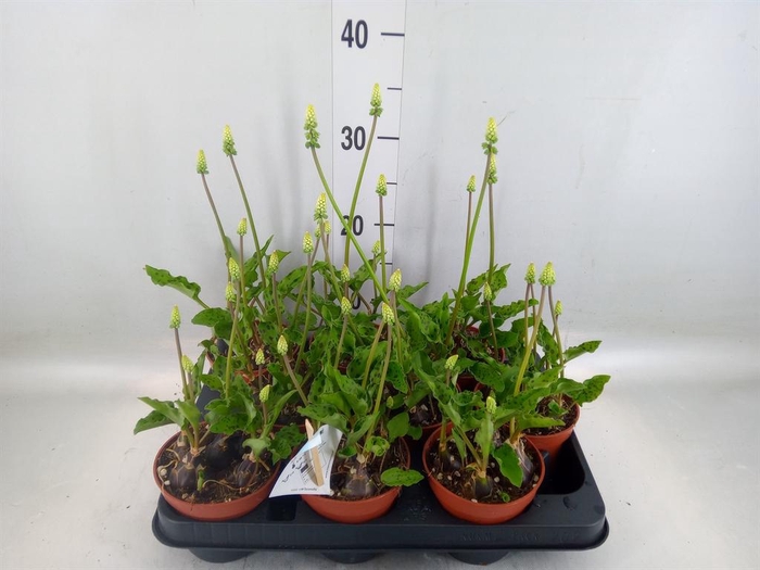 <h4>Succulents   ...</h4>