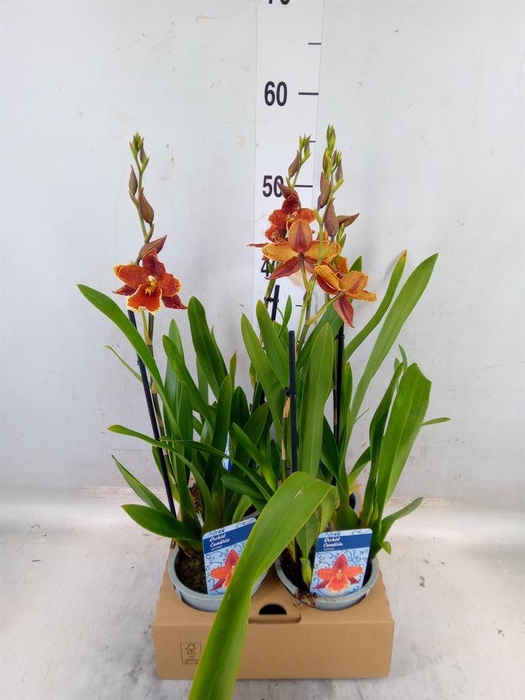 <h4>xColmanara   ...</h4>