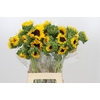 Helianthus Orange Fire