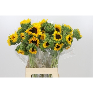Helianthus Orange Fire