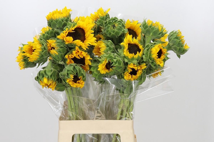 <h4>Helianthus Orange Fire</h4>