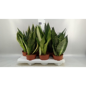 Sansevieria trifa.   ...