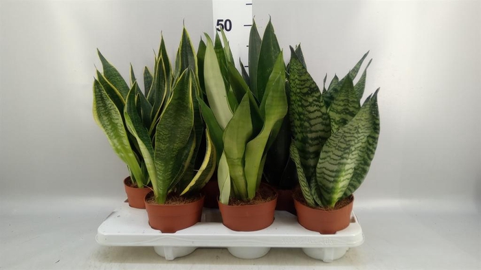 <h4>Sansevieria trifa.   ...</h4>
