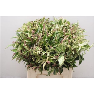 Leucothoe Walteri Ra