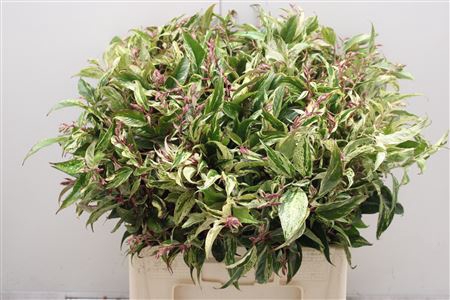 <h4>Leucothoe Walteri Ra</h4>