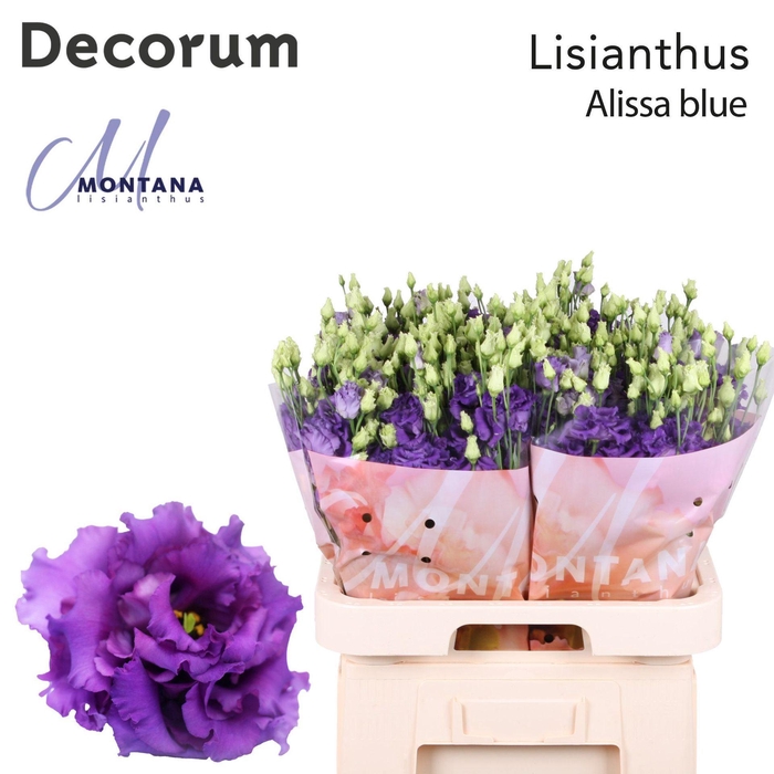 <h4>LIS G ALISSA BLUE LISIANTHUS ALISSA</h4>