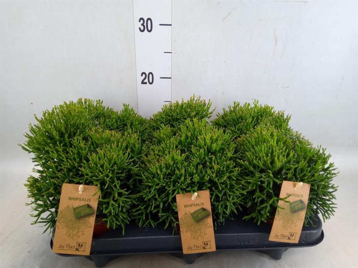 <h4>Rhipsalis   ...</h4>