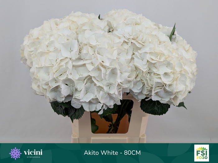 <h4>Akito White - 80CM</h4>