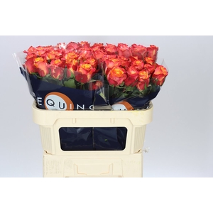 Rosa Gr Wildfox