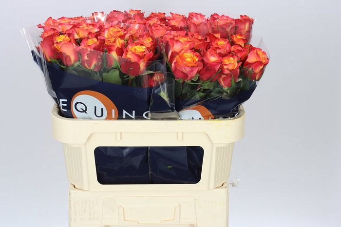 <h4>Rosa Gr Wildfox</h4>