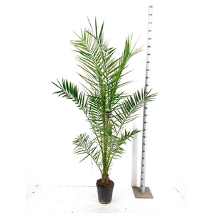 PHOENIX CANARIENSIS