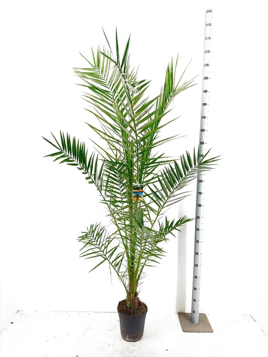 <h4>PHOENIX CANARIENSIS</h4>
