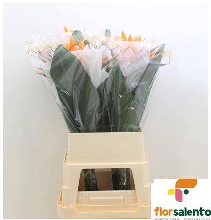 <h4>Strel Reginae Bloem</h4>