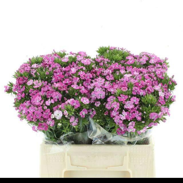 <h4>DI BARB AM ROSE</h4>