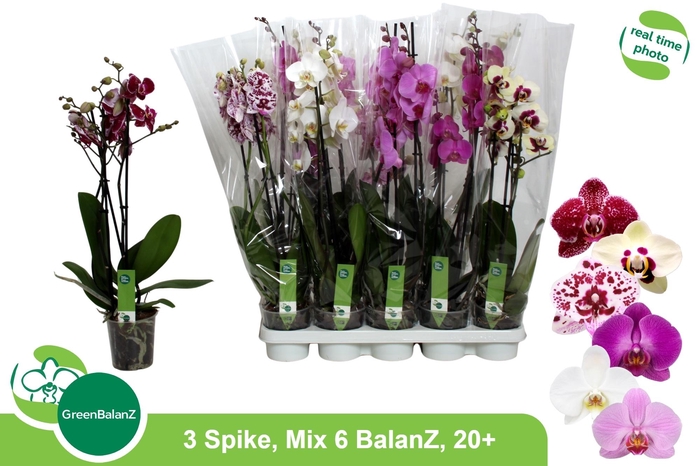 <h4>PHAL GEM 6 KL</h4>