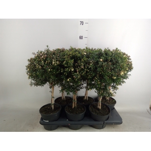 Myrtus communis