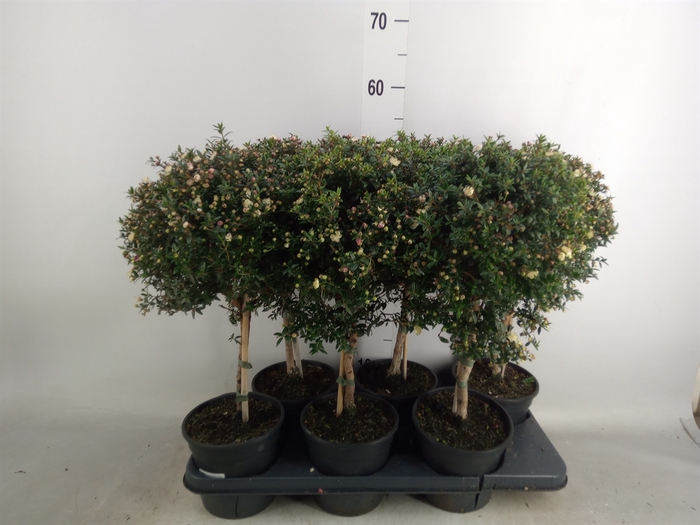 <h4>Myrtus communis</h4>