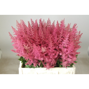Astilbe Else Schluck Rutgrink