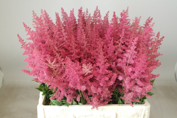 <h4>Astilbe Else Schluck Rutgrink</h4>
