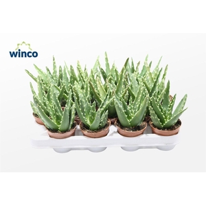 Aloe Mitriformis Ssp.