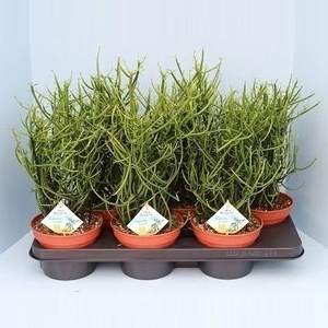 Bio Euphorbia tirucalli 20-TIRU15