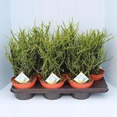 <h4>Bio Euphorbia tirucalli 20-TIRU15</h4>