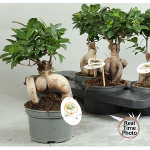 FIC MI GINSENG