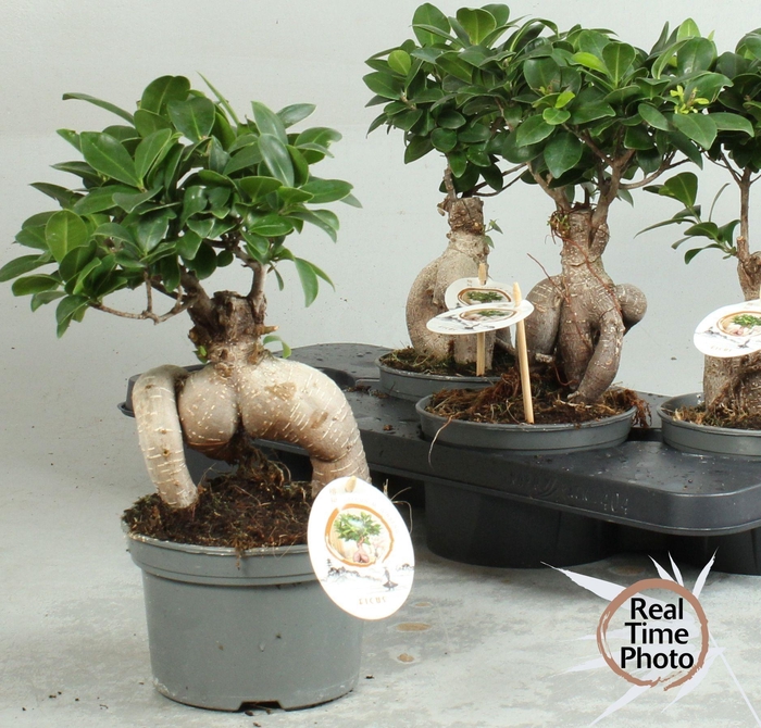 <h4>FIC MI GINSENG</h4>